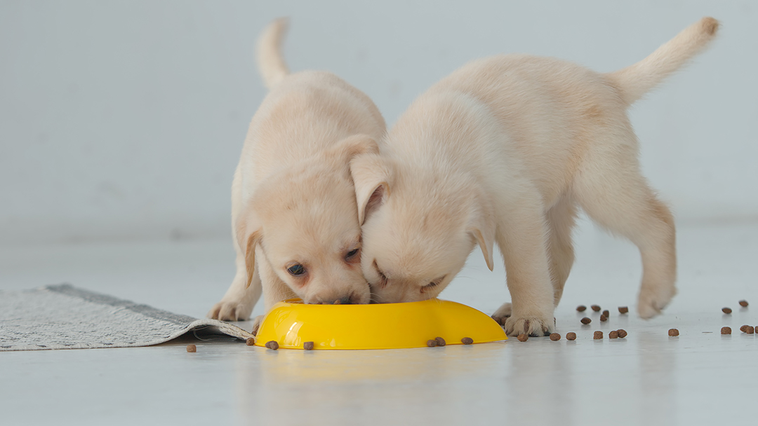 The truth about grain free dog food