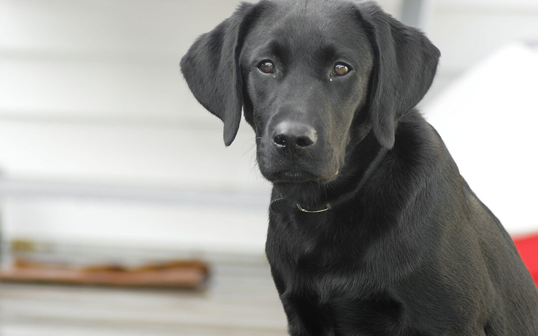 What makes the Labrador Retriever the #1 breed?