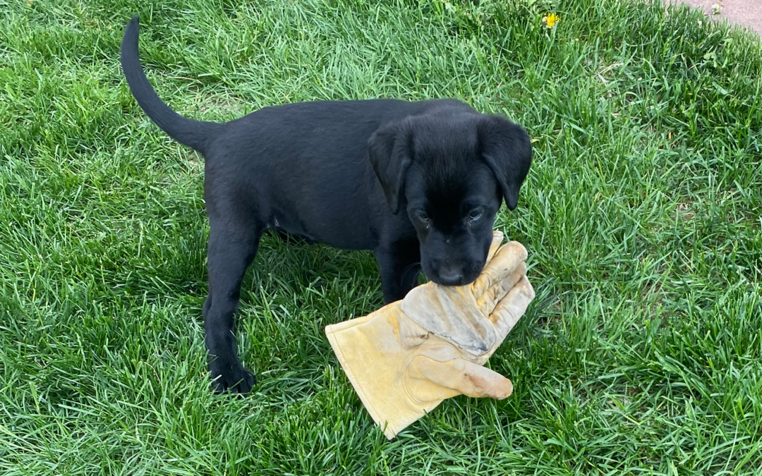 Happy National Black Dog Day!