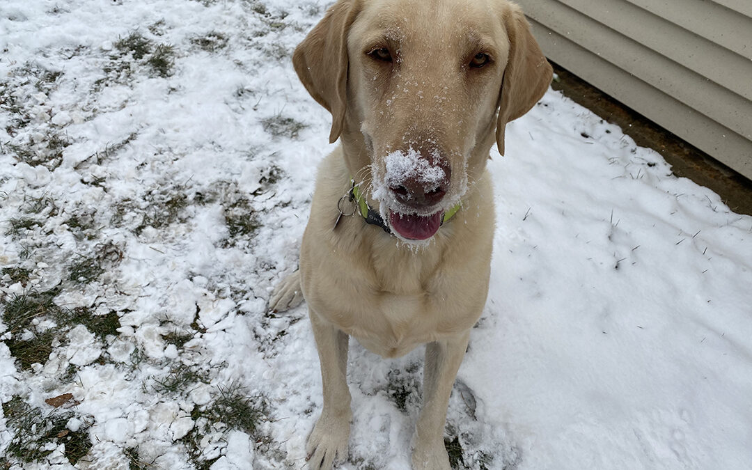 It’s been a year, time to say goodbye to Hank and hello to Koda