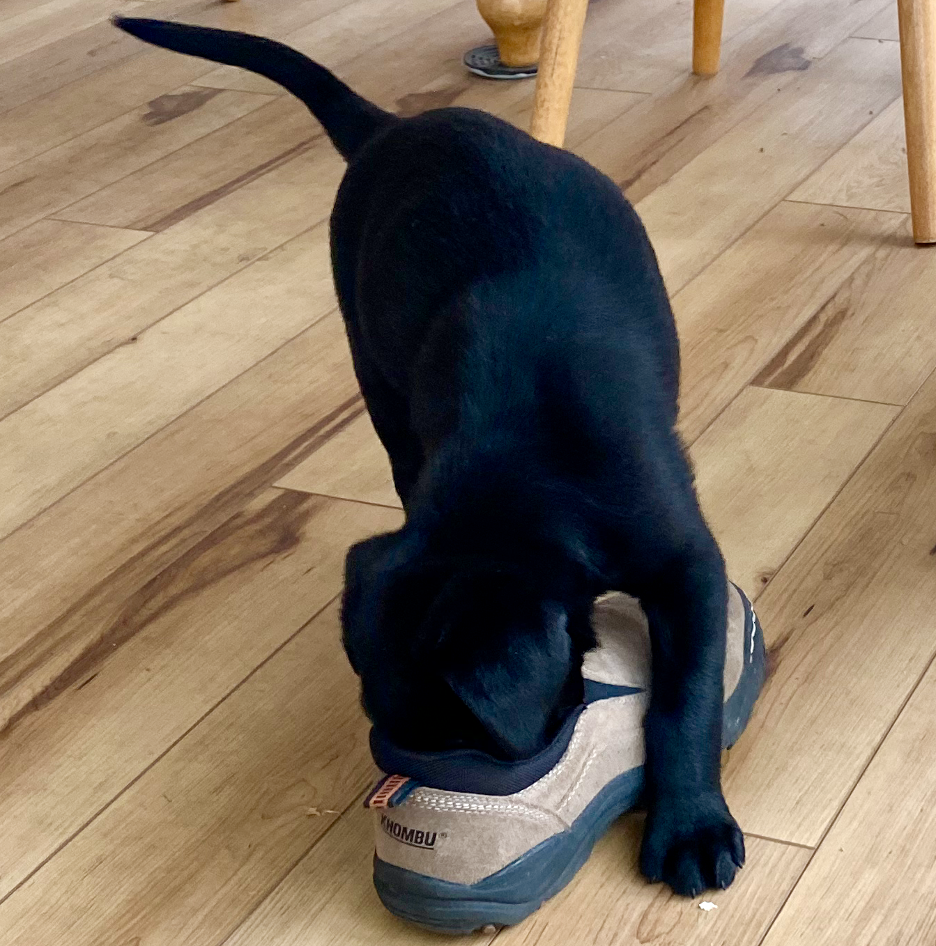 Image of Gus with a shoe
