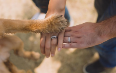 The Healing Paws: Unveiling the Role of Pets in the Road to Sobriety